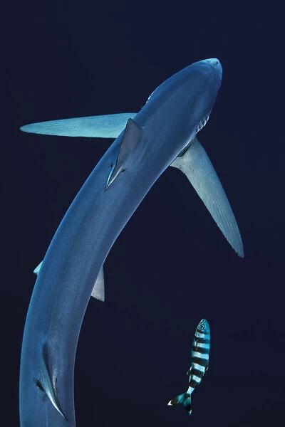 Blue shark (Prionace glauca) seen from above with pilot fish, Azores Islands, Portugal
