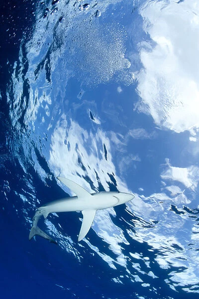 Blue shark (Prionace glauca) viewed from below, with Snells window effect, Pico Island