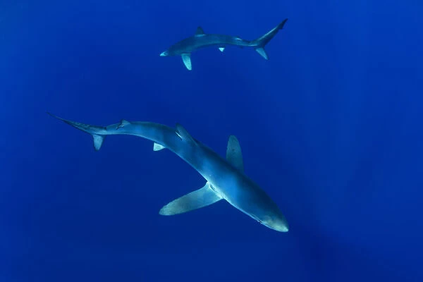 Blue sharks (Prionace glauca) Faial Island, Azores, Portugal, Atlantic Ocean, September