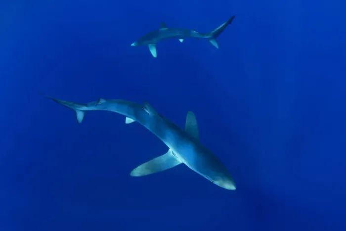 Framed Print : Blue sharks (Prionace glauca) Faial Island, Azores, Portugal, Atlantic Ocean, September Framed Print : Blue sharks (Prionace glauca) Faial Island, Azores, Portugal, Atlantic Ocean, September