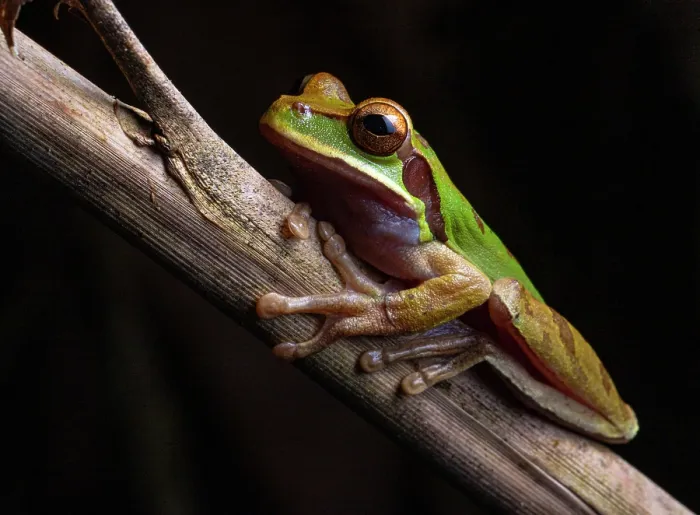 Framed Print : Blue-spotted Mexican tree frog (Smilisca cyanosticta) resting on branch, Finca Sacmoc, Alta Verapaz, Guatemala