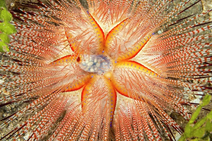 Framed Print : Blue-spotted sea urchin (Astropyga radiata) portrait, Hawaii, Pacific Ocean Framed Print : Blue-spotted sea urchin (Astropyga radiata) portrait, Hawaii, Pacific Ocean