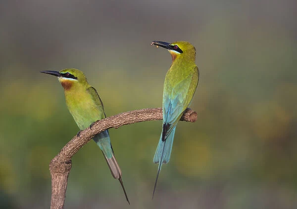 Blue-tailed bee-eater (Merops philippinus) sitting on perch with insect prey, Near