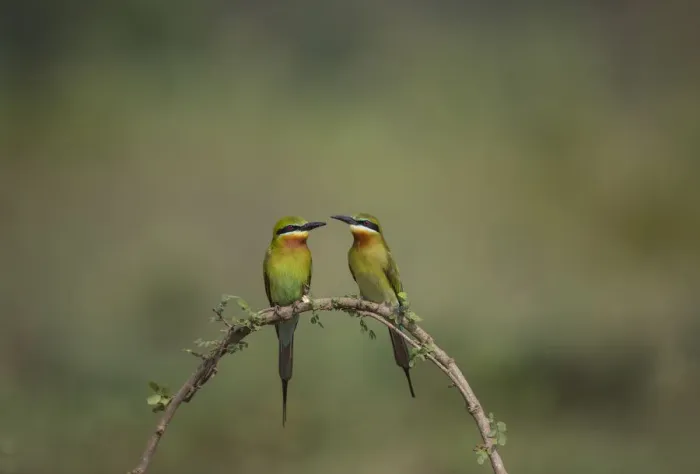 Framed Print : Blue-tailed bee-eater (Merops philippinus) pair sitting on perch, Near Ranganathittu Bird Sanctuary Framed Print : Blue-tailed bee-eater (Merops philippinus) pair sitting on perch, Near Ranganathittu Bird Sanctuary