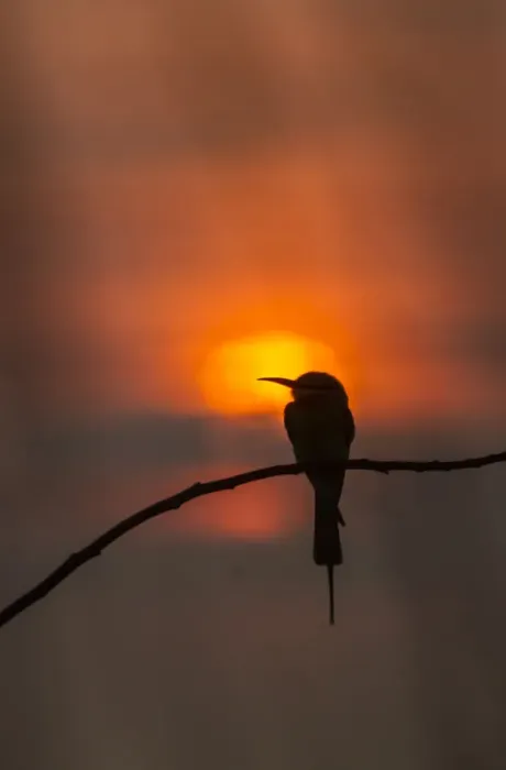Framed Print : Blue-tailed bee-eater (Merops philippinus) silhouette, perched at sunset Framed Print : Blue-tailed bee-eater (Merops philippinus) silhouette, perched at sunset