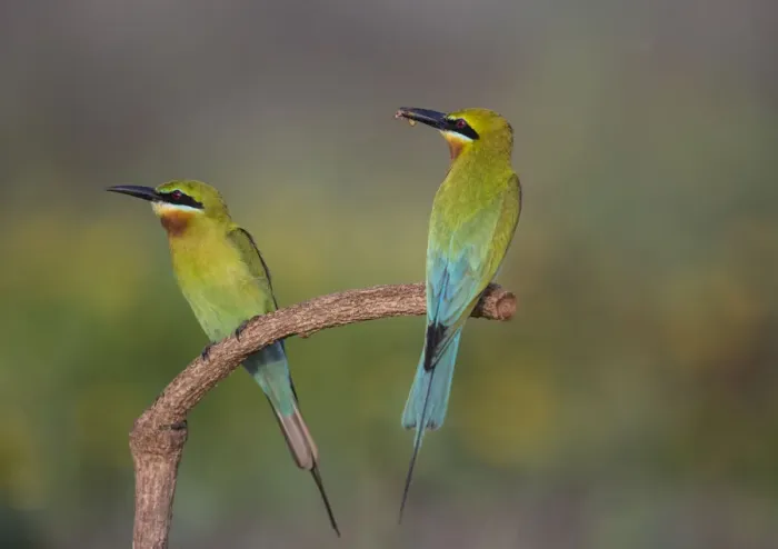 Framed Print : Blue-tailed bee-eater (Merops philippinus) sitting on perch with insect prey, Near
