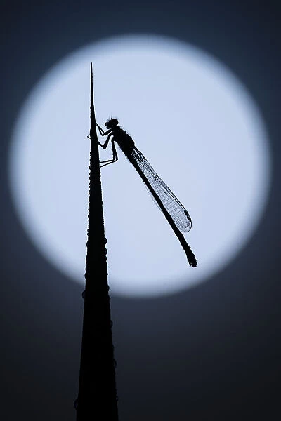 Blue tailed damselfly (Enallagma cyathigerum) silhouetted against the moon, Tamar Lakes