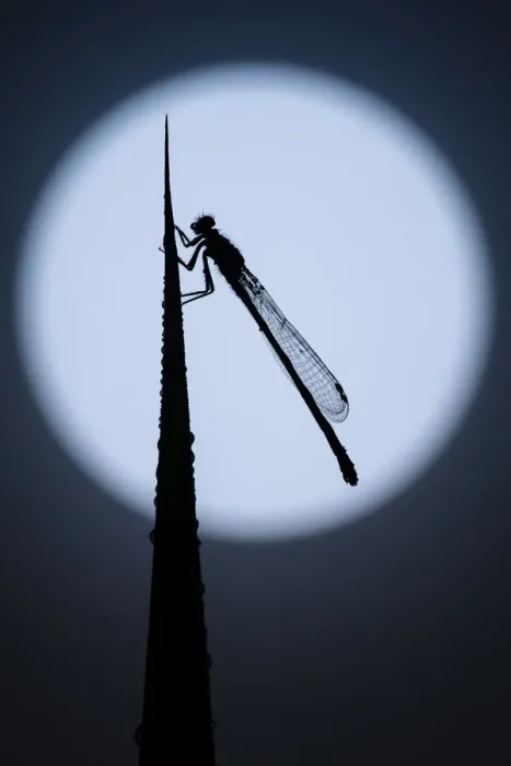 Framed Print : Blue tailed damselfly (Enallagma cyathigerum) silhouetted against the moon, Tamar Lakes Framed Print : Blue tailed damselfly (Enallagma cyathigerum) silhouetted against the moon, Tamar Lakes