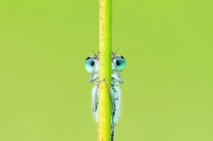 Framed Print : Blue-tailed damselfly (Ischnura elegans), Cornwall, England, UK, June. 2020VISION Exhibition. 2020VISION Book Plate Framed Print : Blue-tailed damselfly (Ischnura elegans), Cornwall, England, UK, June. 2020VISION Exhibition. 2020VISION Book Plate