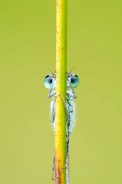 Blue-tailed damselfly {Ischnura elegans} eyes just visible behind reed stem, Cornwall, UK