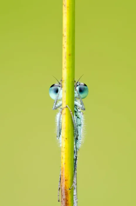 Framed Print : Blue-tailed damselfly {Ischnura elegans} eyes just visible behind reed stem, Cornwall, UK