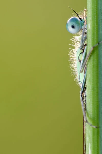 Blue-tailed damselfly {Ischnura elegans} half visible behind reed stem, Cornwall, UK
