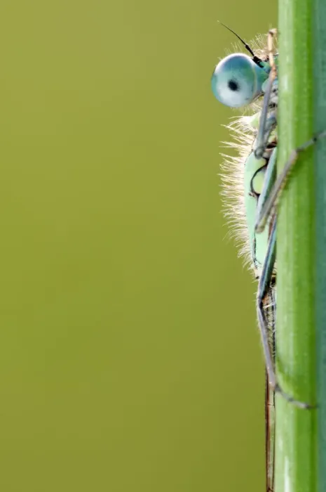 Framed Print : Blue-tailed damselfly {Ischnura elegans} half visible behind reed stem, Cornwall, UK Framed Print : Blue-tailed damselfly {Ischnura elegans} half visible behind reed stem, Cornwall, UK