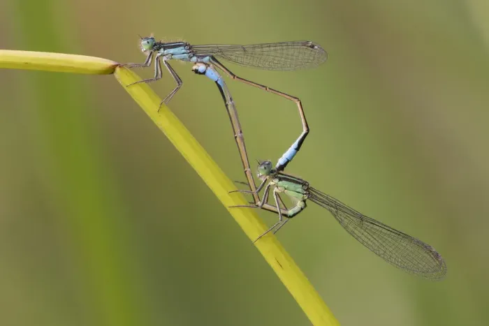Framed Print : Blue-tailed damselfly (Ischnura elegans) pair mating on stem. Brasschaat, Belgium Framed Print : Blue-tailed damselfly (Ischnura elegans) pair mating on stem. Brasschaat, Belgium