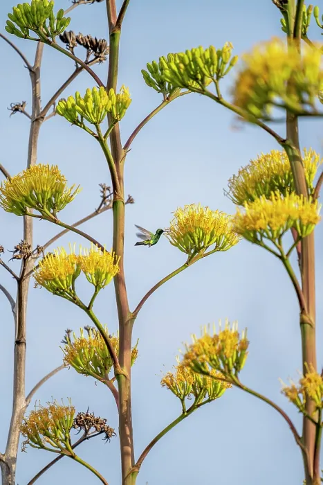 Framed Print : Blue-tailed emerald (Chlorostilbon mellisugus) feeding on Caribbean agave (Agave vivipara) flowers, Arikok National Park, Aruba Framed Print : Blue-tailed emerald (Chlorostilbon mellisugus) feeding on Caribbean agave (Agave vivipara) flowers, Arikok National Park, Aruba