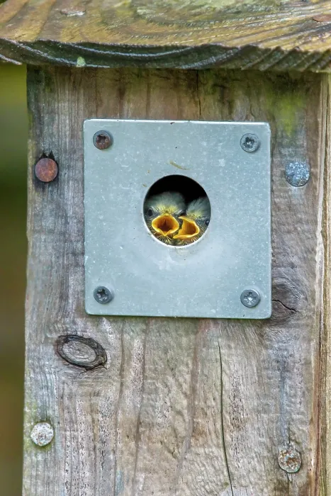 Framed Print : Blue tit (Cyanistes caeruleus) chicks peeking out of garden nest box, Wales, UK Framed Print : Blue tit (Cyanistes caeruleus) chicks peeking out of garden nest box, Wales, UK