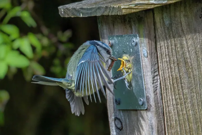 Framed Print : Blue tit (Cyanistes caeruleus) feeding chicks at garden nest box, Wales, UK Framed Print : Blue tit (Cyanistes caeruleus) feeding chicks at garden nest box, Wales, UK