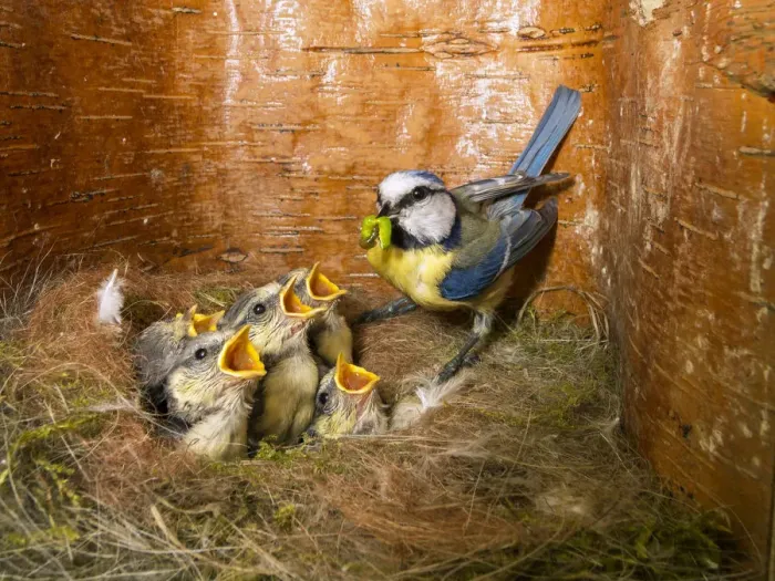 Framed Print : Blue tit (Cyanistes caeruleus) feeding young in the nestbox, Bavaria, Germany, May Framed Print : Blue tit (Cyanistes caeruleus) feeding young in the nestbox, Bavaria, Germany, May