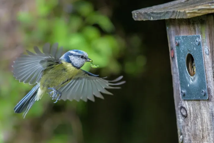 Framed Print : Blue tit (Cyanistes caeruleus) flying towards garden nest box with food for chicks, Wales, UK Framed Print : Blue tit (Cyanistes caeruleus) flying towards garden nest box with food for chicks, Wales, UK