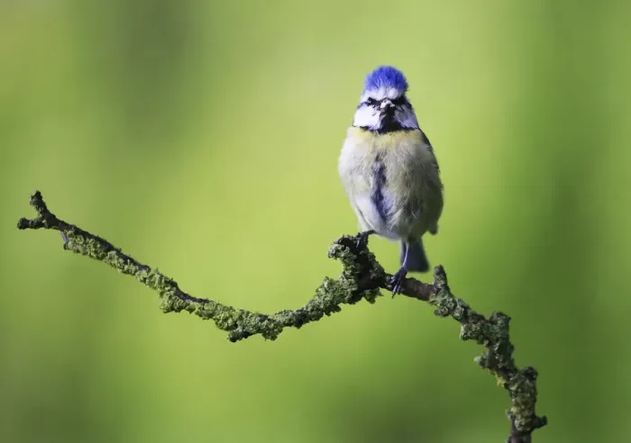 Framed Print : Blue tit (Cyanistes caeruleus) on lichen-covered twig, England, UK May 2015 Framed Print : Blue tit (Cyanistes caeruleus) on lichen-covered twig, England, UK May 2015