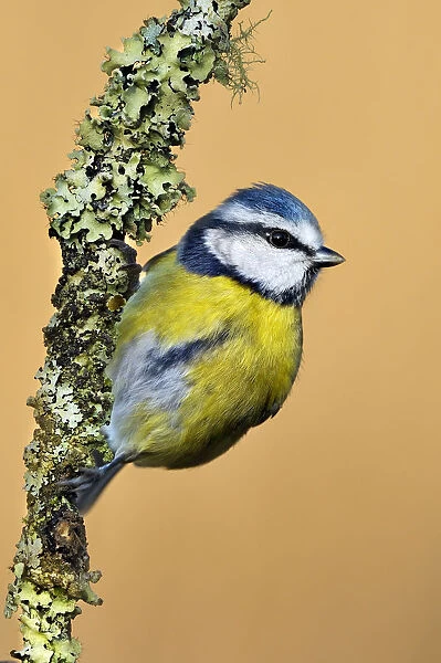 Blue Tit (Cyanistes  /  Parus caeruleus) perched on lichen-covered twig. Wales, UK