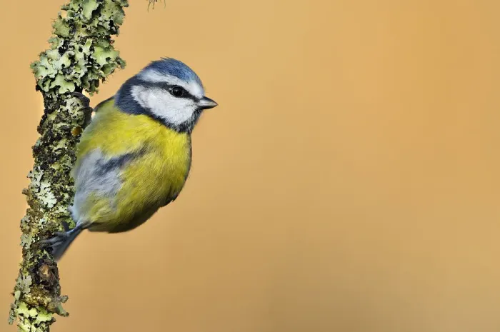 Framed Print : Blue Tit (Cyanistes / Parus caeruleus) perched on lichen-covered twig. Wales, UK, February Framed Print : Blue Tit (Cyanistes / Parus caeruleus) perched on lichen-covered twig. Wales, UK, February