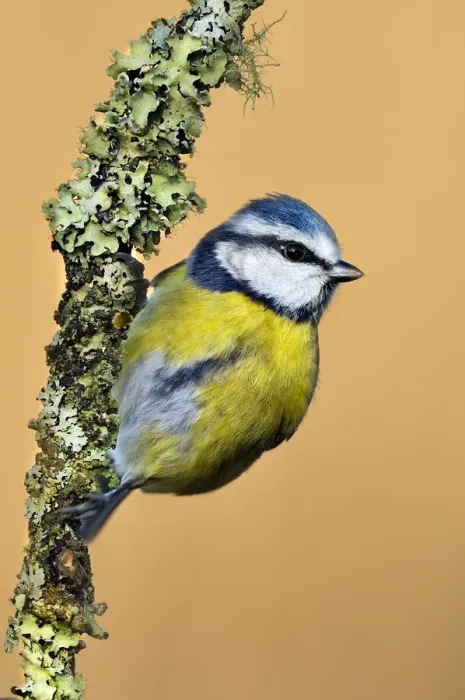 Framed Print : Blue Tit (Cyanistes / Parus caeruleus) perched on lichen-covered twig. Wales, UK Framed Print : Blue Tit (Cyanistes / Parus caeruleus) perched on lichen-covered twig. Wales, UK
