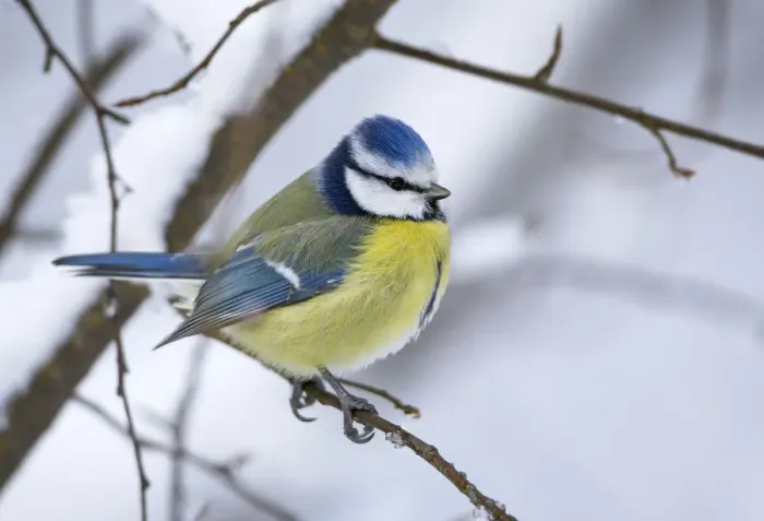 Framed Print : Blue tit (Parus caereleus) perched in snow, Kotka, Finland, January Framed Print : Blue tit (Parus caereleus) perched in snow, Kotka, Finland, January