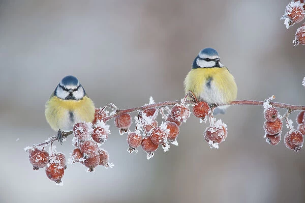 Two Blue tit (Parus caeruleus) adults in winter, perched on twig with frozen crab apples