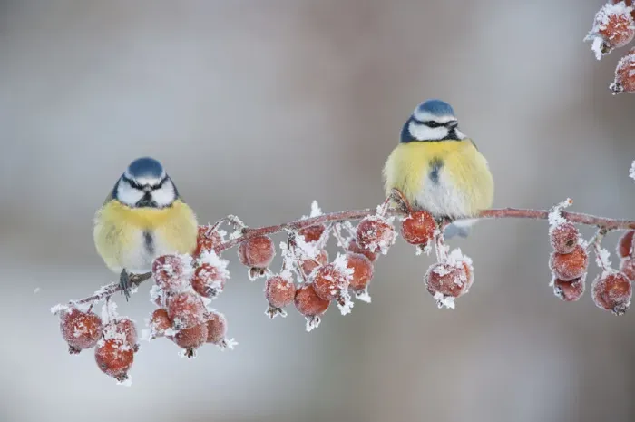 Framed Print : Two Blue tit (Parus caeruleus) adults in winter, perched on twig with frozen crab apples