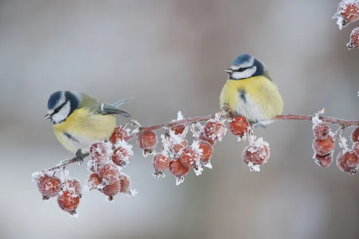 Framed Print : Two Blue tit (Parus caeruleus) adults in winter, perched on twig with frozen crab apples Framed Print : Two Blue tit (Parus caeruleus) adults in winter, perched on twig with frozen crab apples
