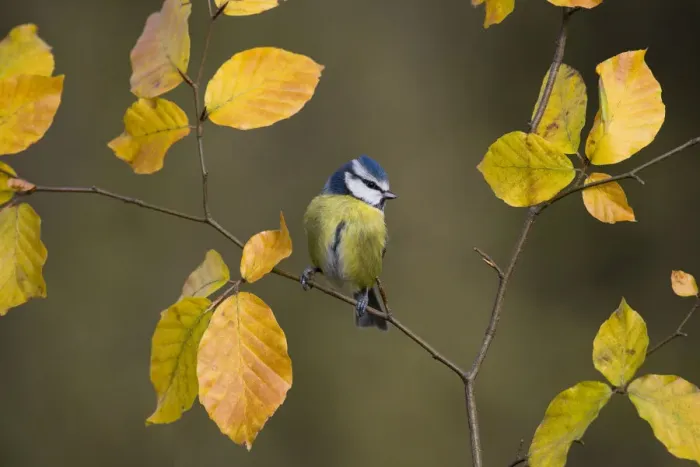 Framed Print : Blue tit (Parus caeruleus) perched on Beech twig in Autumn, UK Framed Print : Blue tit (Parus caeruleus) perched on Beech twig in Autumn, UK