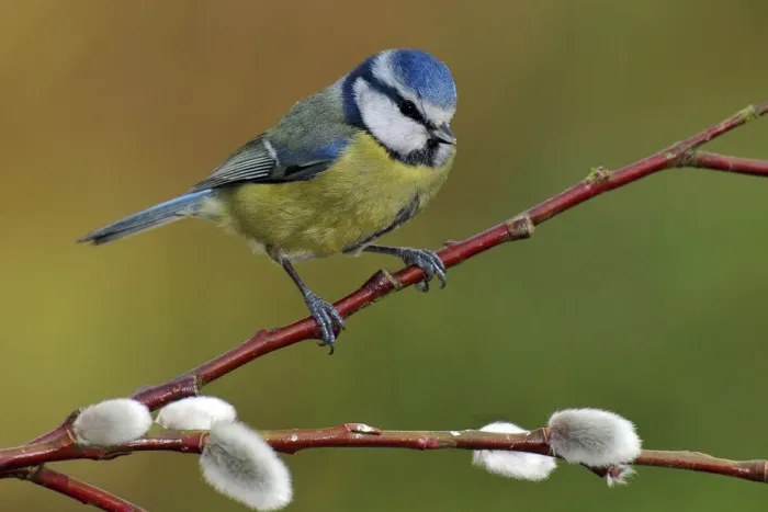 Framed Print : Blue tit (Parus caeruleus) perched among Pussy willow, West Sussex, England, UK Framed Print : Blue tit (Parus caeruleus) perched among Pussy willow, West Sussex, England, UK