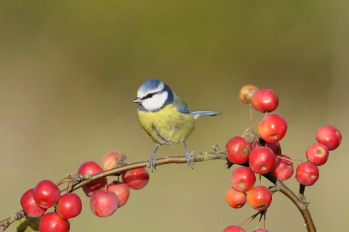 Framed Print : Blue tit (Parus caeruleus) perching amongst crab apples, UK, November Framed Print : Blue tit (Parus caeruleus) perching amongst crab apples, UK, November