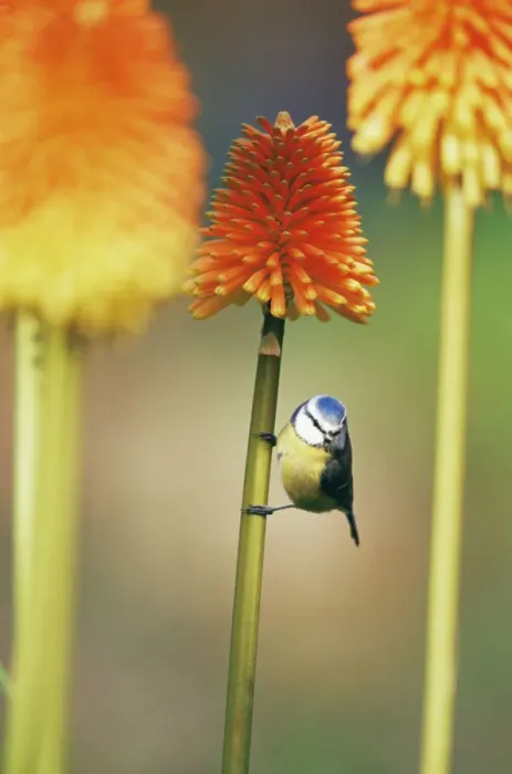 Framed Print : Blue tit {Parus caeruleus} on Red hot poker flower, UK Framed Print : Blue tit {Parus caeruleus} on Red hot poker flower, UK