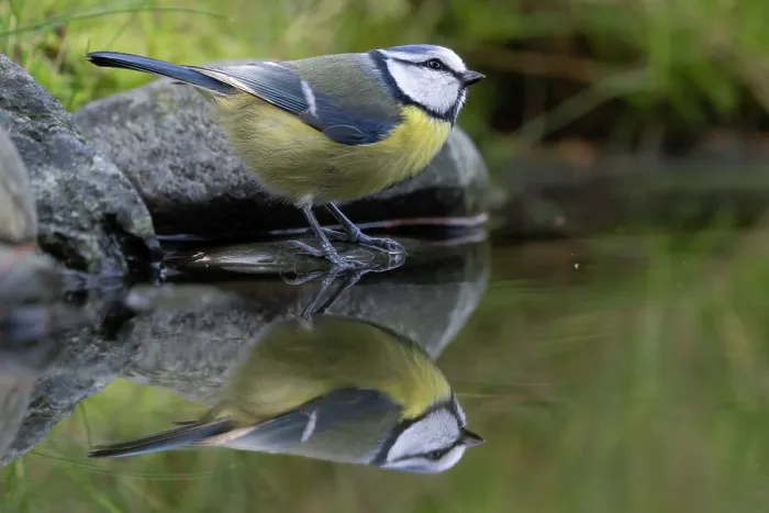 Framed Print : Blue tit (Parus caeruleus) standing at edge of pool, Brasschaat, Belgium. January
