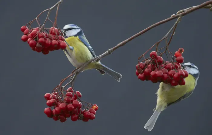Framed Print : Blue tits (Paris caereleus) two feeding on red berries, Uto Finland October Framed Print : Blue tits (Paris caereleus) two feeding on red berries, Uto Finland October