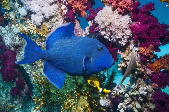 Framed Print : Blue triggerfish (Pseudobalistes fuscus) Egypt, Red Sea Framed Print : Blue triggerfish (Pseudobalistes fuscus) Egypt, Red Sea
