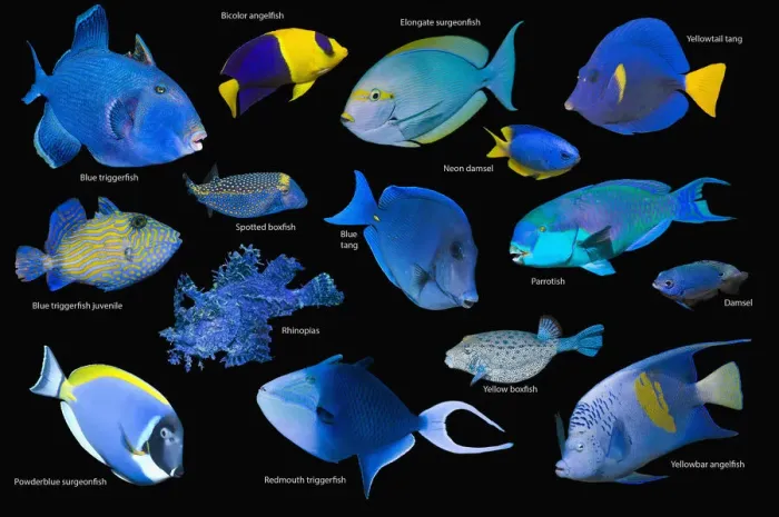 Framed Print : Blue tropical reef fish composite image on black background, Blue triggerfish (Pseudobalistes fuscus), Bicolour angelfish (Centropyge bicolor), Elongate surgeonfish (Acanthurus mata), Yellowtail tang / surgeonfish (Zebrasoma xanthurum) Framed Print : Blue tropical reef fish composite image on black background, Blue triggerfish (Pseudobalistes fuscus), Bicolour angelfish (Centropyge bicolor), Elongate surgeonfish (Acanthurus mata), Yellowtail tang / surgeonfish (Zebrasoma xanthurum)
