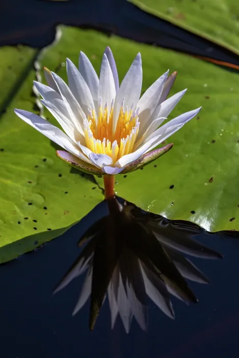 Framed Print : Blue water lily (Nymphaea nouchali) in flower, Okavango Delta, Botswana Framed Print : Blue water lily (Nymphaea nouchali) in flower, Okavango Delta, Botswana