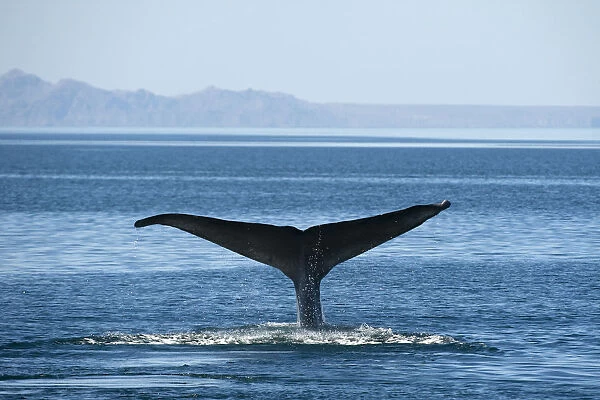 Blue whale (Balaenoptera musculus) fluking  /  diving, Endangered species, Sea of Cortez