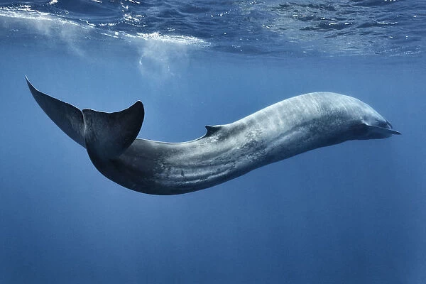 Blue whale (Balaenoptera musculus) swimming ins motion, Sri Lanka, Indian Ocean