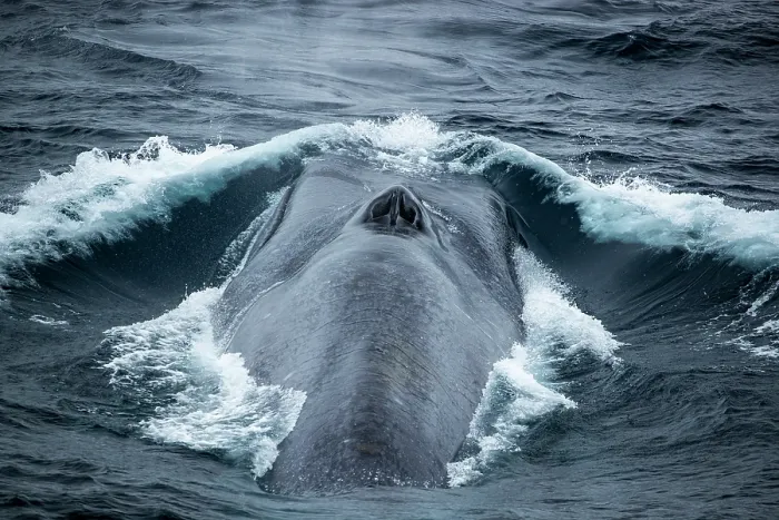 Framed Print : Blue whale (Balaenoptera musculus) breathing at the water surface, Southern Ocean, south of New Zealand on route to Antarctica. Endangered Framed Print : Blue whale (Balaenoptera musculus) breathing at the water surface, Southern Ocean, south of New Zealand on route to Antarctica. Endangered