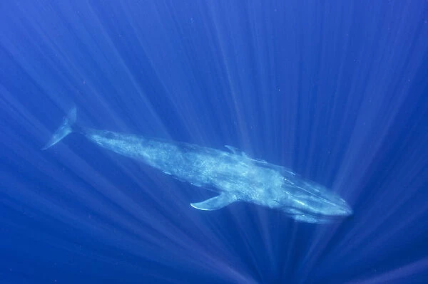 Blue whale (Balaenoptera musculus) swimming, Indian Ocean, off Sri Lanka. March