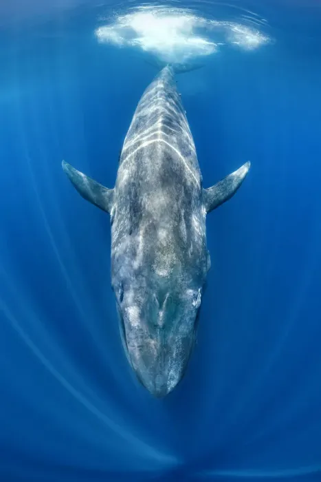 Framed Print : Blue whale (Balaenoptera musculus) swimming beneath the surface of the ocean. Indian Ocean Framed Print : Blue whale (Balaenoptera musculus) swimming beneath the surface of the ocean. Indian Ocean