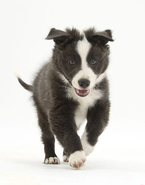 Blue and white Border Collie puppy running forward