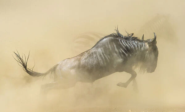 Blue wildebeest (Connochaetes taurinus) running during stampede with Plains zebra