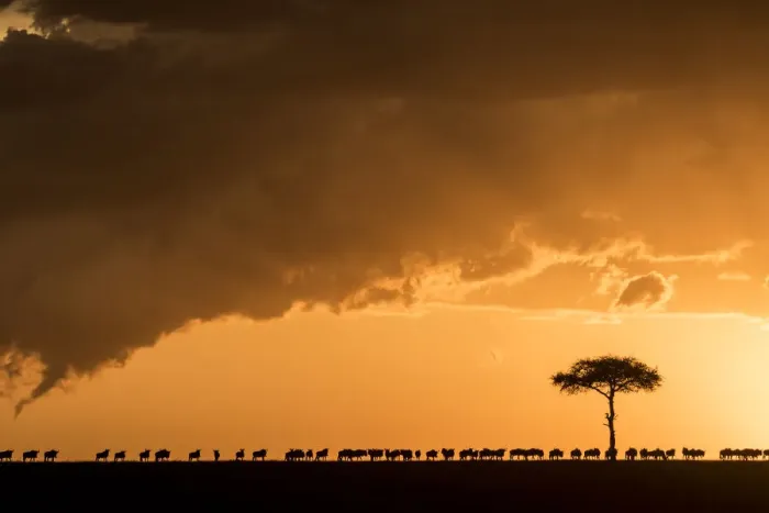Framed Print : Blue wildebeest (Connochaetes taurinus), migrating herd silhouetted on the horizon at sunset Framed Print : Blue wildebeest (Connochaetes taurinus), migrating herd silhouetted on the horizon at sunset