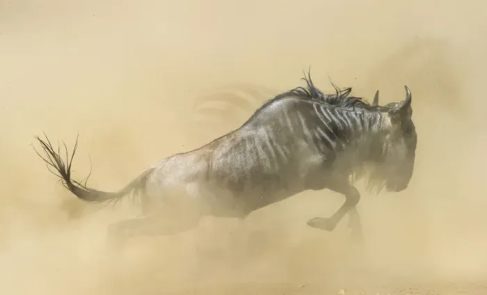 Framed Print : Blue wildebeest (Connochaetes taurinus) running during stampede with Plains zebra Framed Print : Blue wildebeest (Connochaetes taurinus) running during stampede with Plains zebra
