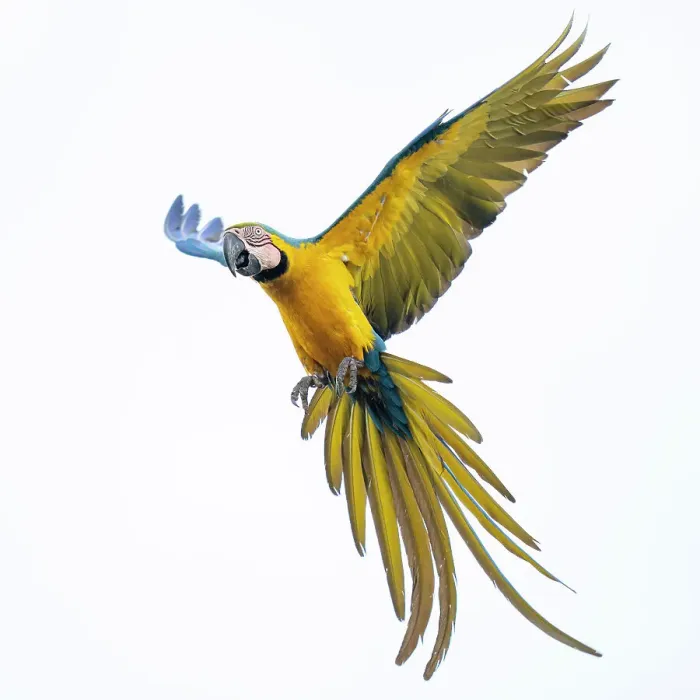 Framed Print : Blue and yellow macaw (Ara ararauna) in flight, Pantanal, Mato Grosso do Sul, Brazil Framed Print : Blue and yellow macaw (Ara ararauna) in flight, Pantanal, Mato Grosso do Sul, Brazil